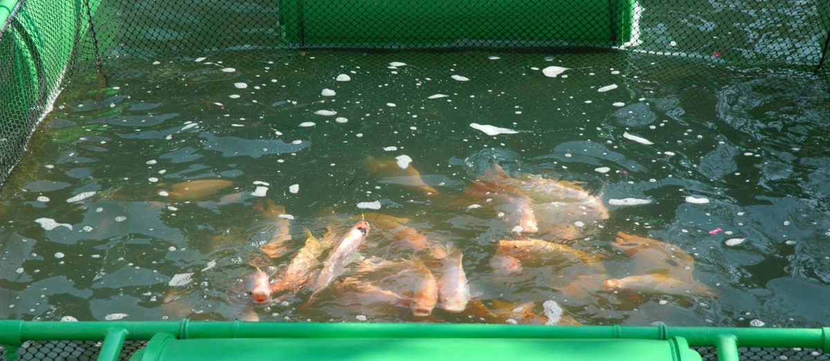 鱼回循环养殖池